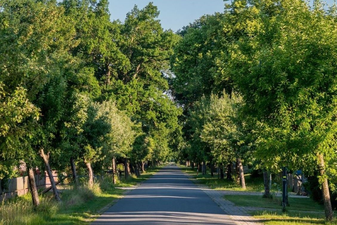 viale alberato