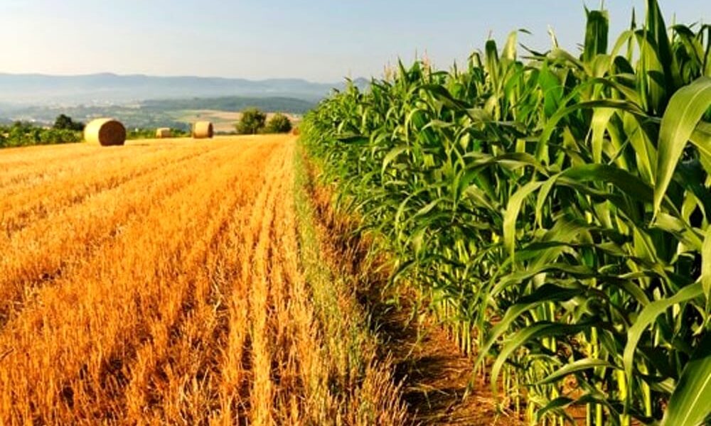 Agricoltura e1596099728893