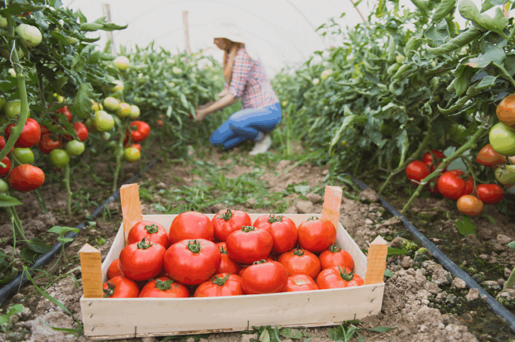 HEADER alimentazione intuitiva