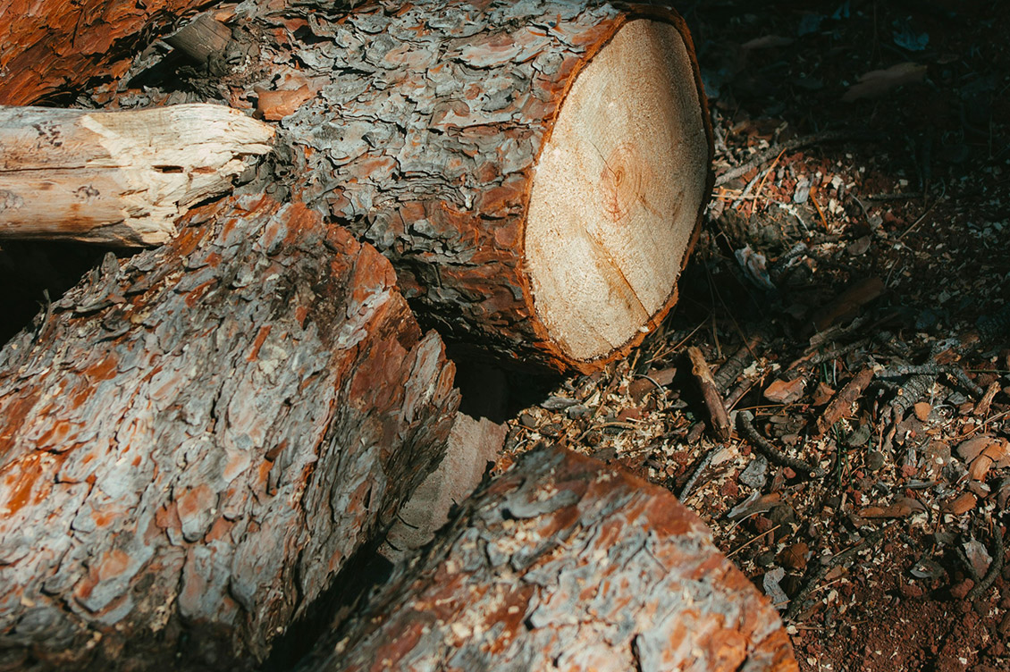abbattimento di alberi bologna