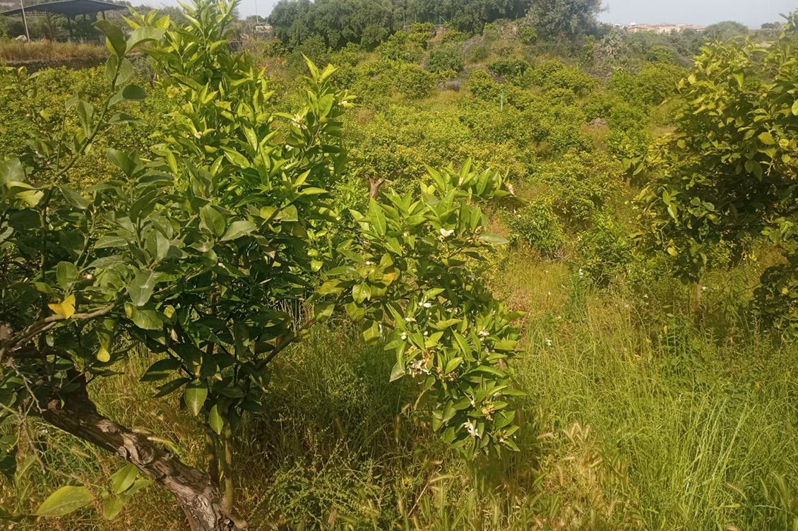 agroecologia calabria agrumeti