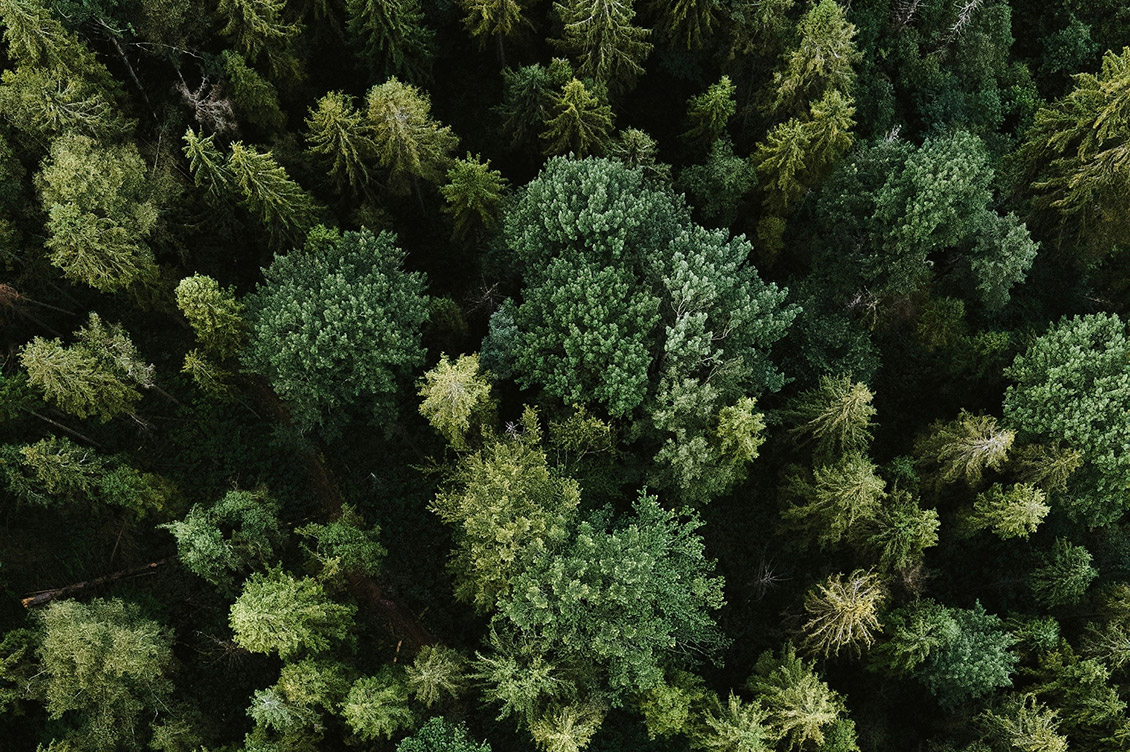 alberi salva vita 1