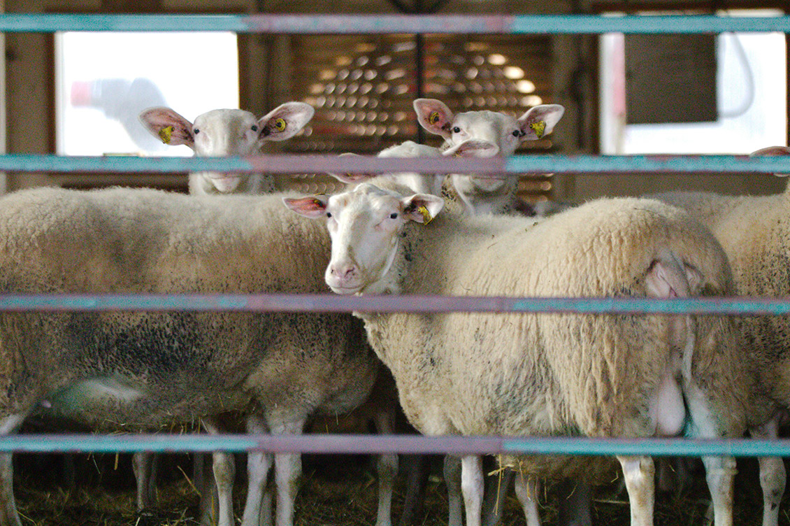 allevamenti intensivi antibiotici