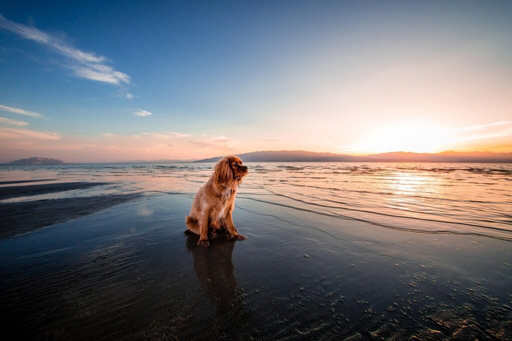 cani in spiaggia