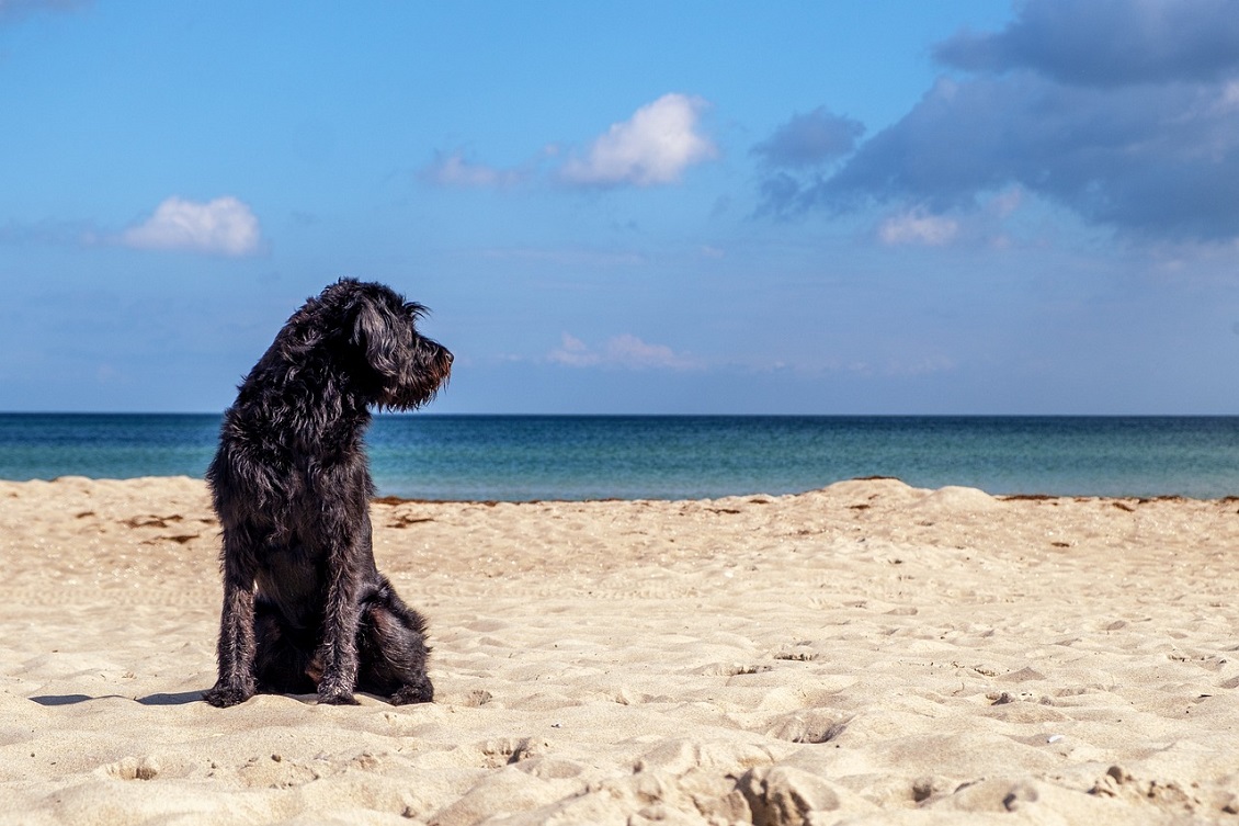 cani in spiaggia3
