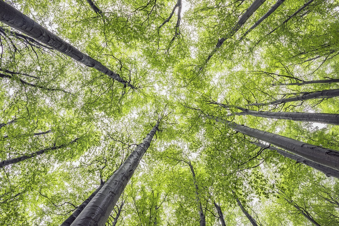 corso sugli alberi