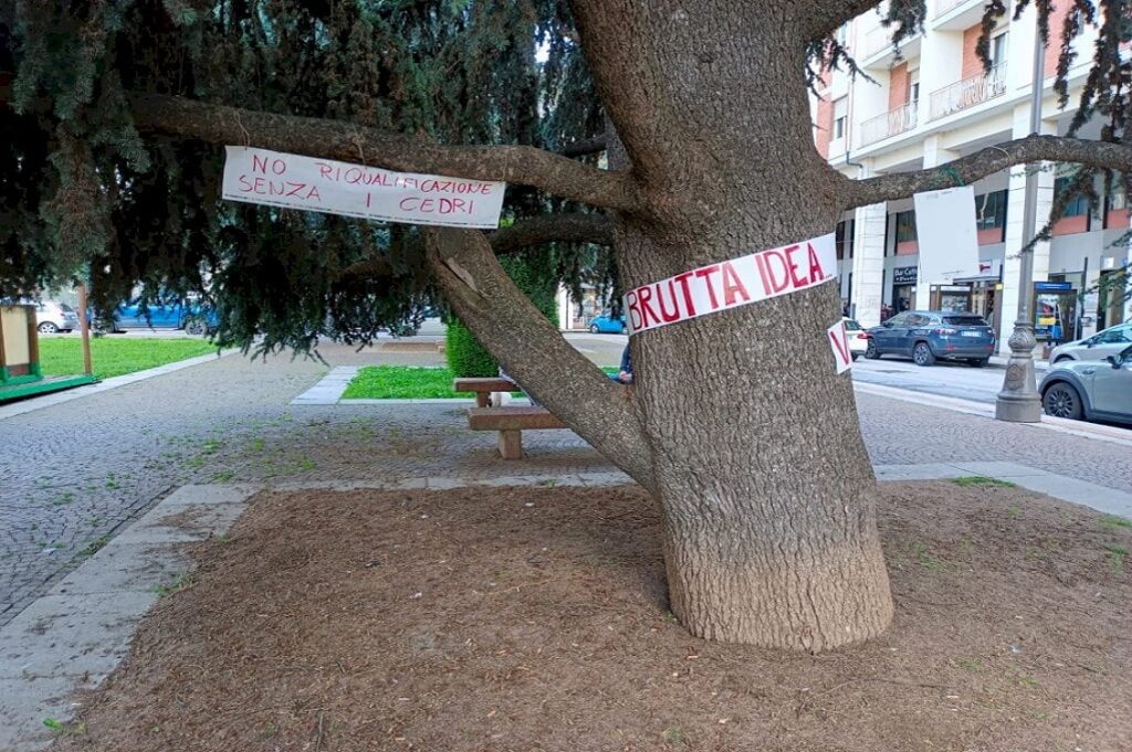 cedri cuneo