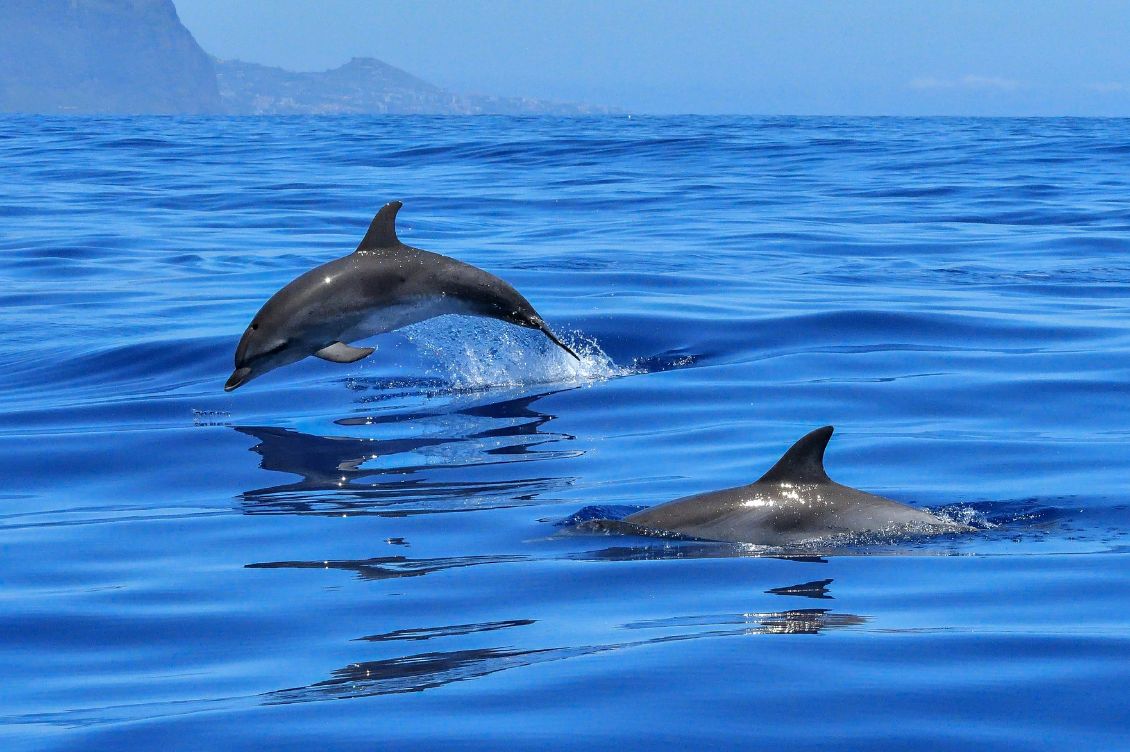 conferenza onu oceani nizza