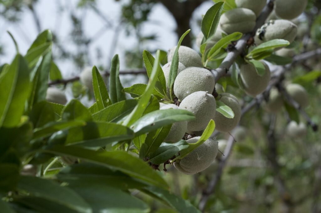 immagine 3 mandorla siciliana