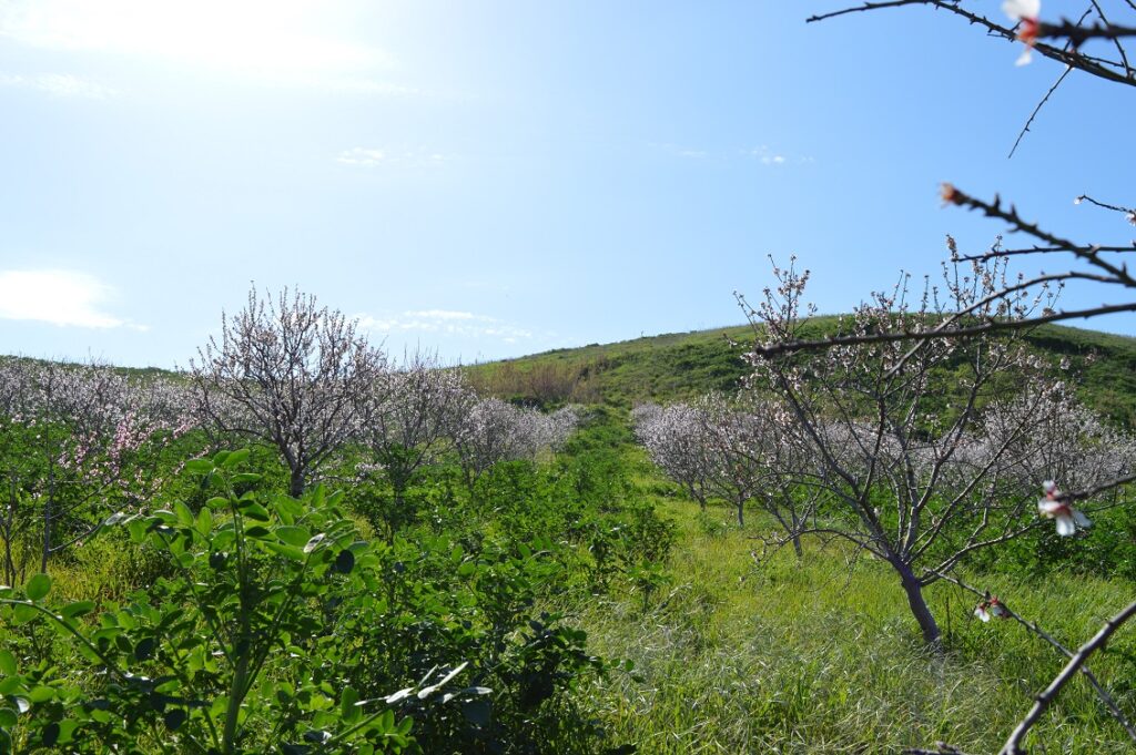 mandorla