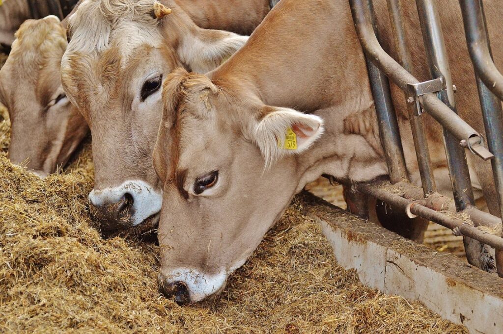 alimentazione consapevole