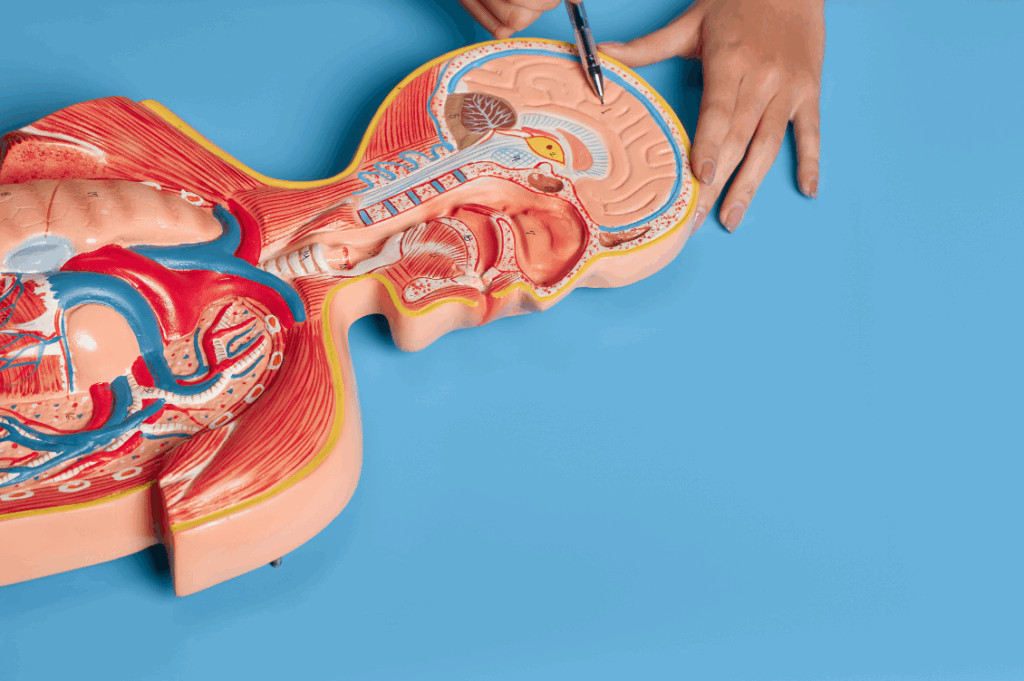 HEADER brain 2