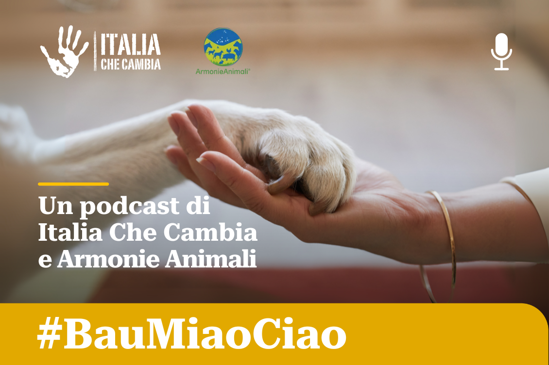 Bau, Miao, Ciao