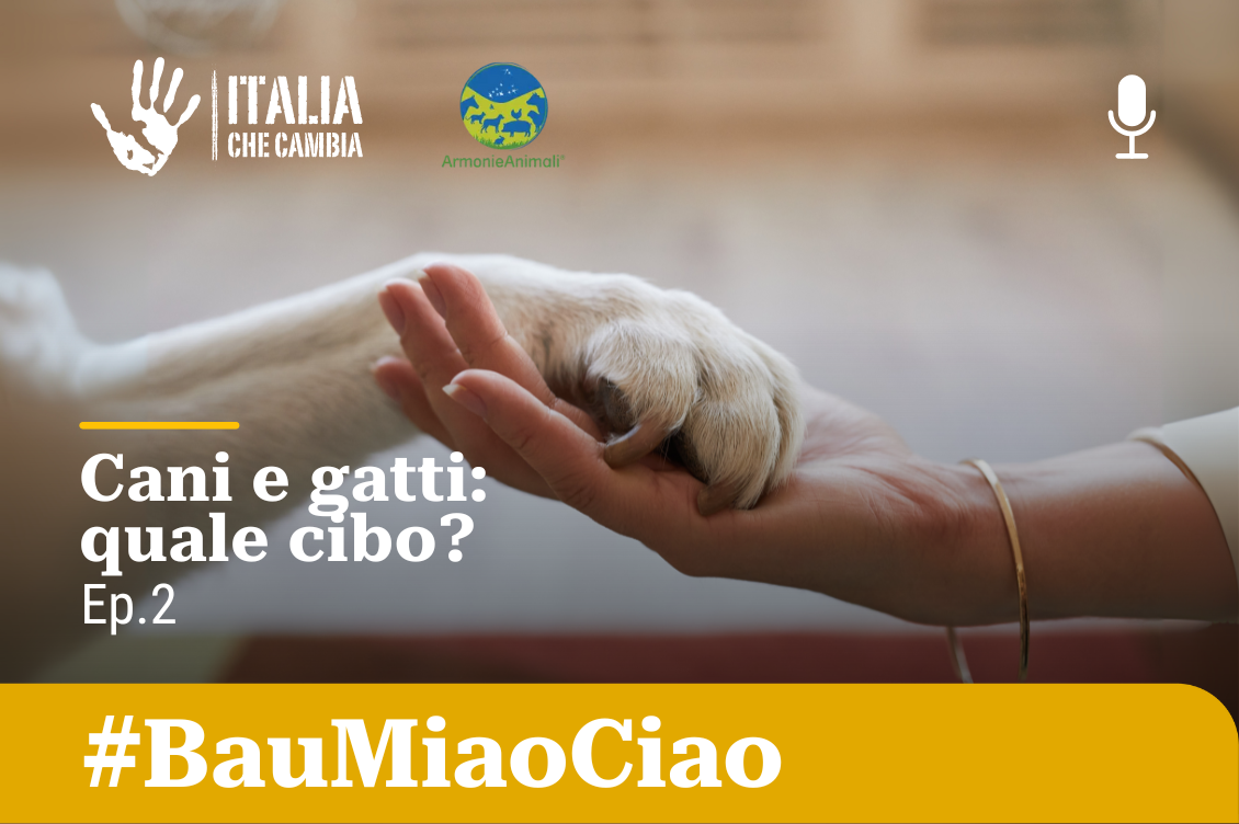 Cani e gatti: quale cibo?