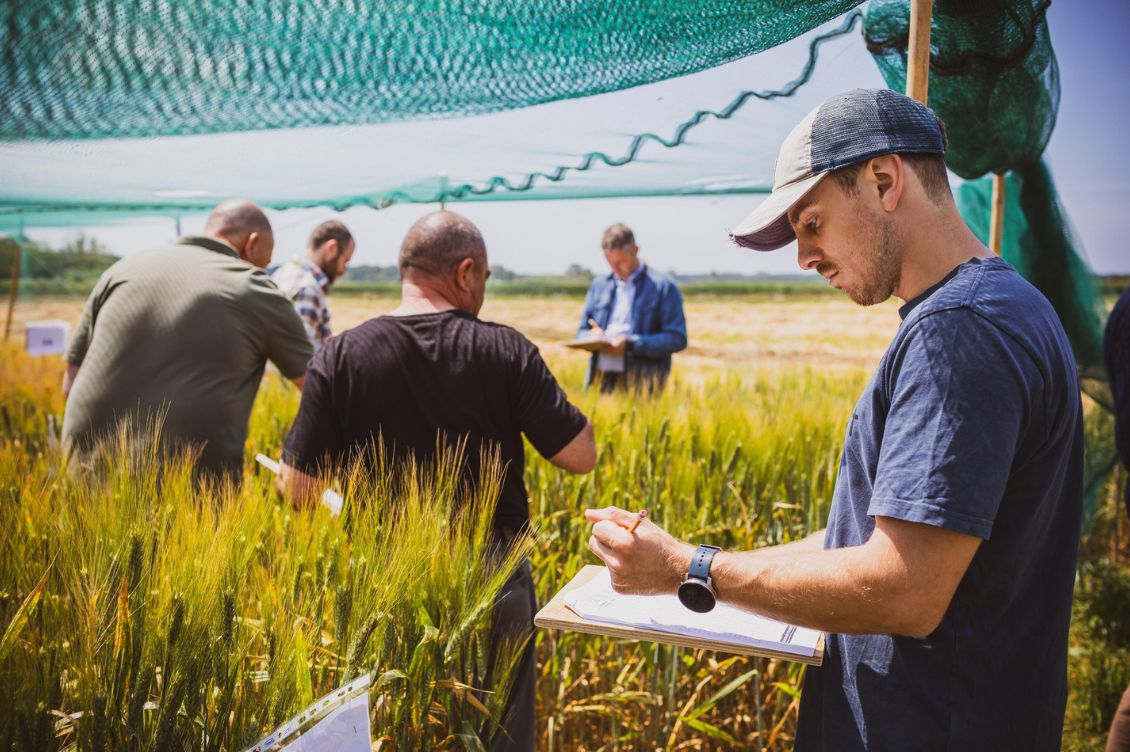 Agricoltori e ricercatori impegnati in un campo di grano per osservare e selezionare varietà nel processo di Biobreeding.