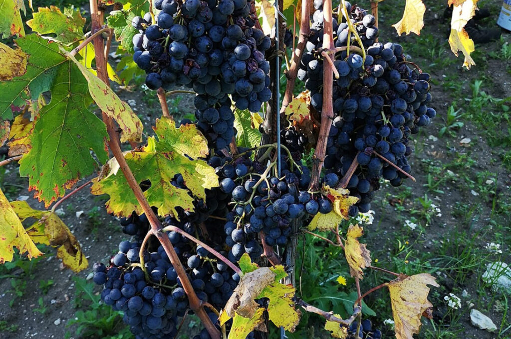 valle aventino