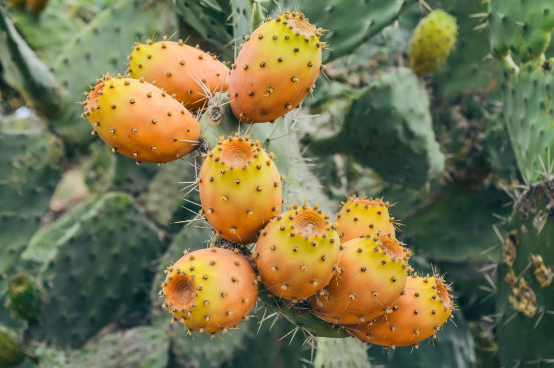 agosto sardegna cronache