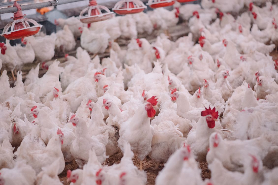 allevamento galline arborio