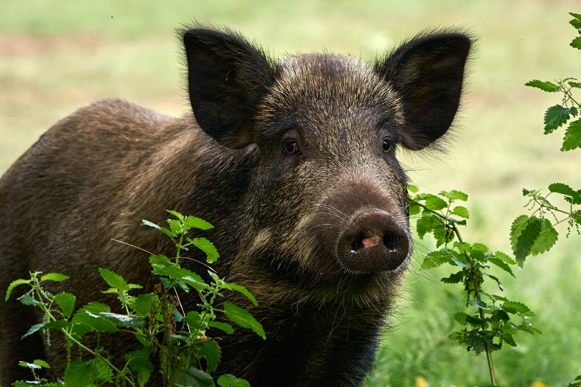 cinghiale