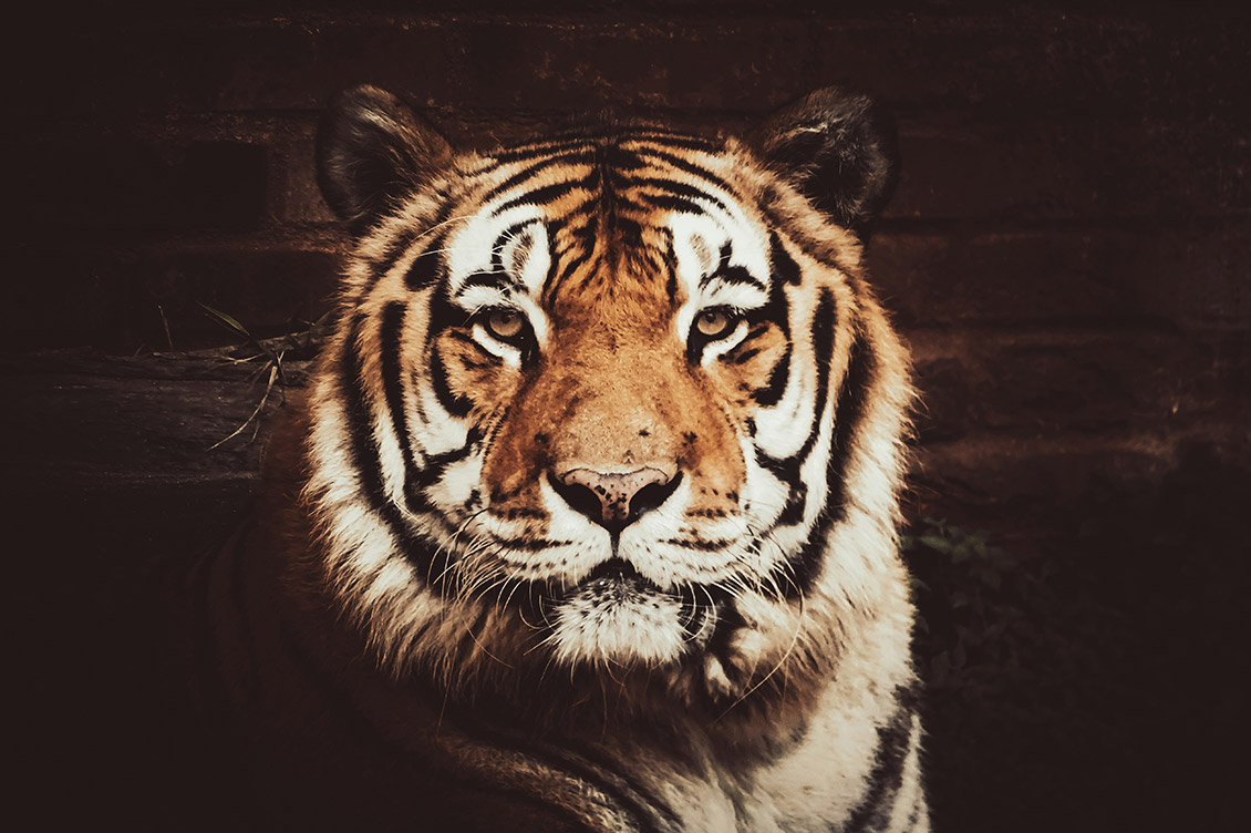 circhi animali