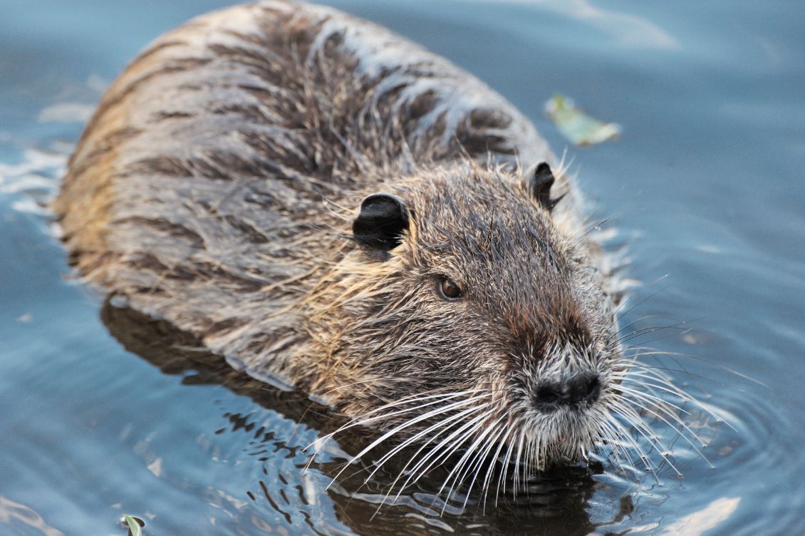 nutria