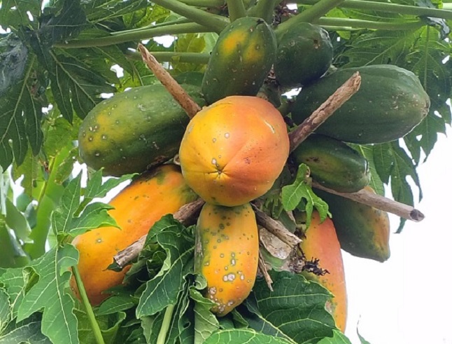 papaye ritagliate 2