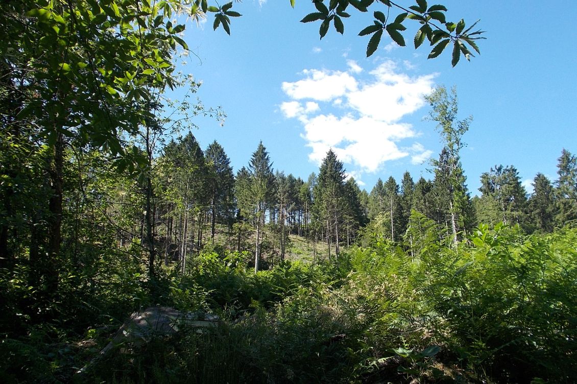 rinascita foresta val di fiemme tempesta vaia