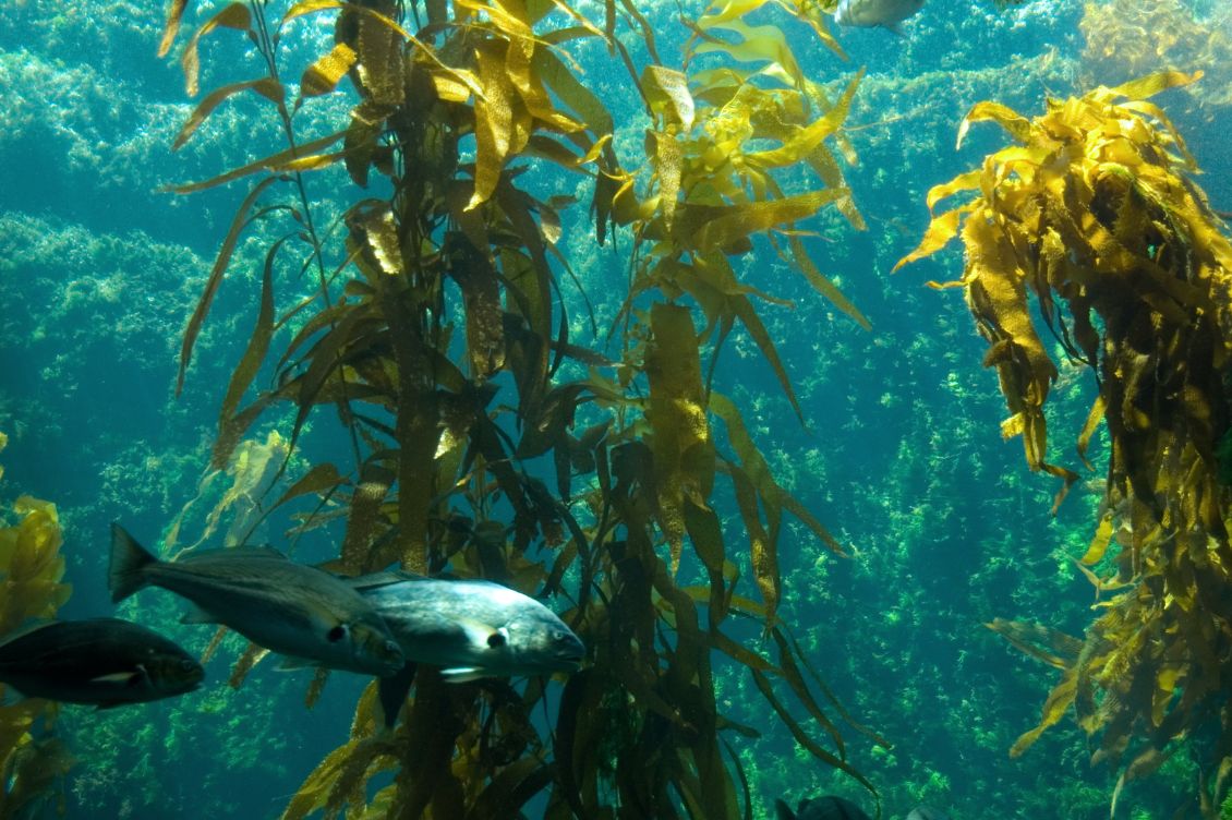 foresta kelp california