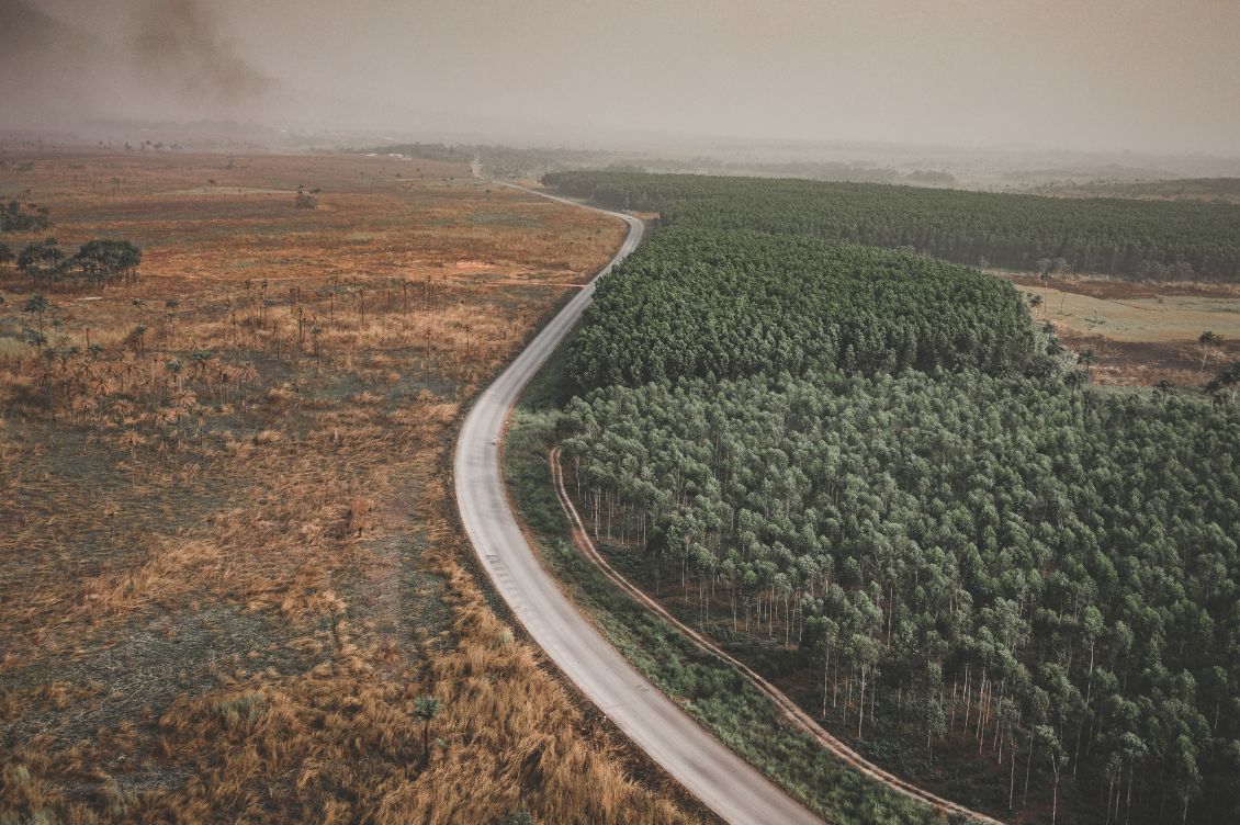 regolamento anti deforestazione Ue rinvio