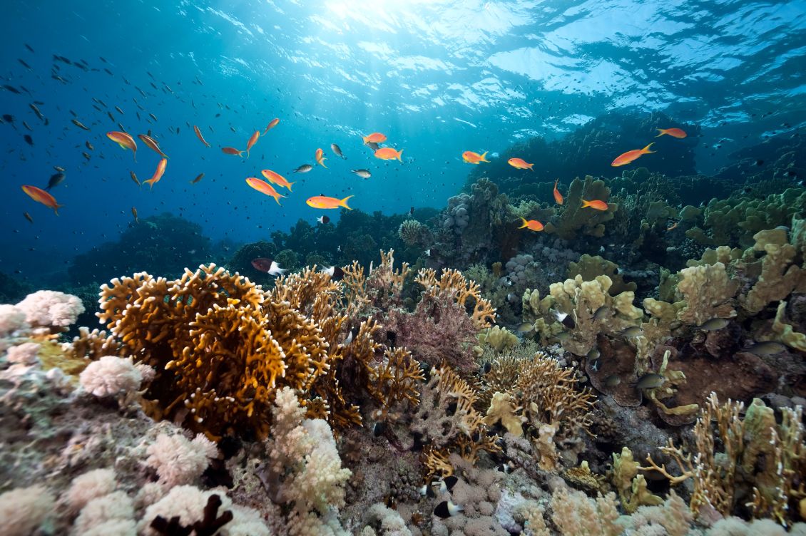 trattato alto mare approvato