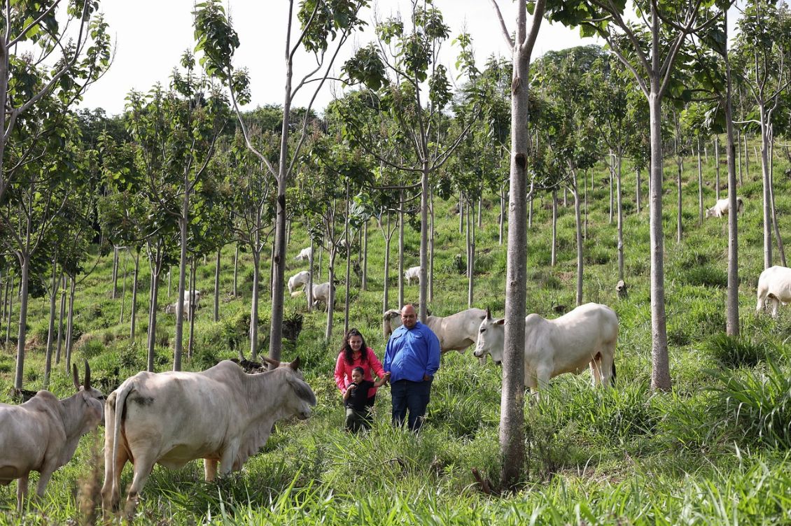 Bovini al pascolo tra alberi di paulonia in Costa Rica con una famiglia di agricoltori partner di World Tree.
