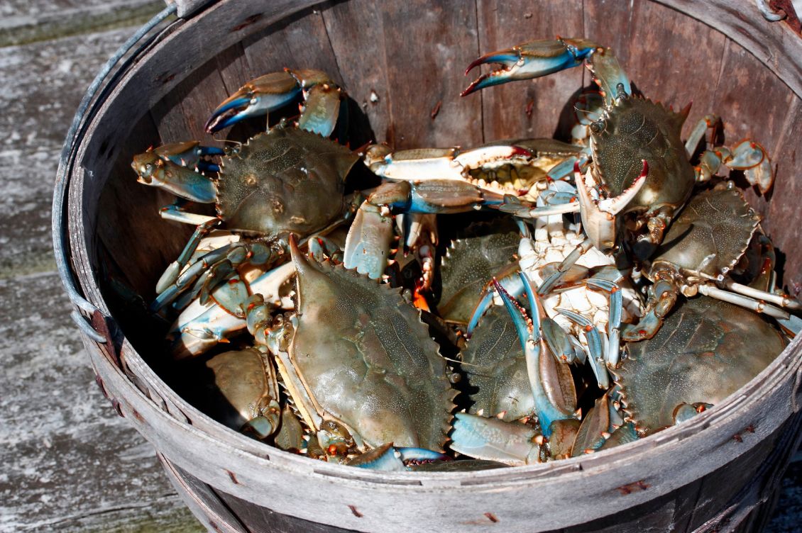 crostacei dolore