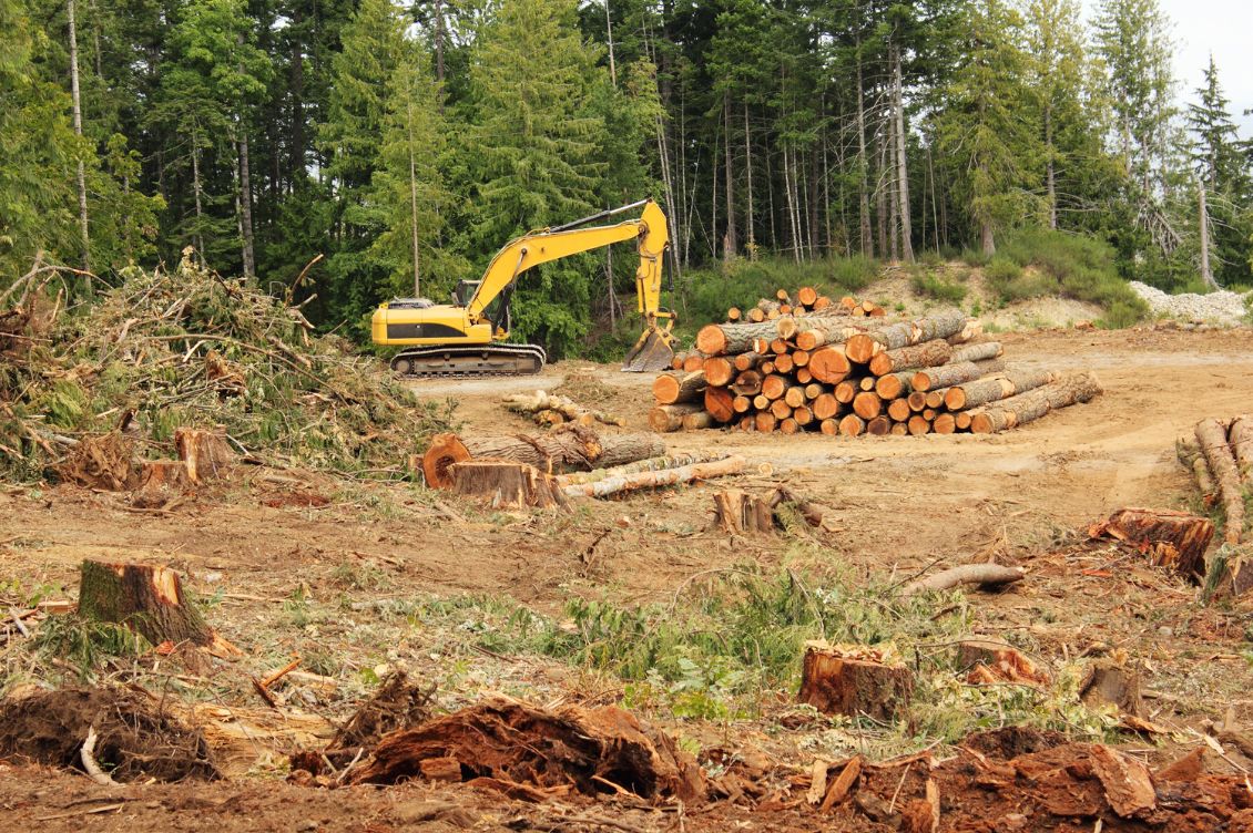 deforestazione ue
