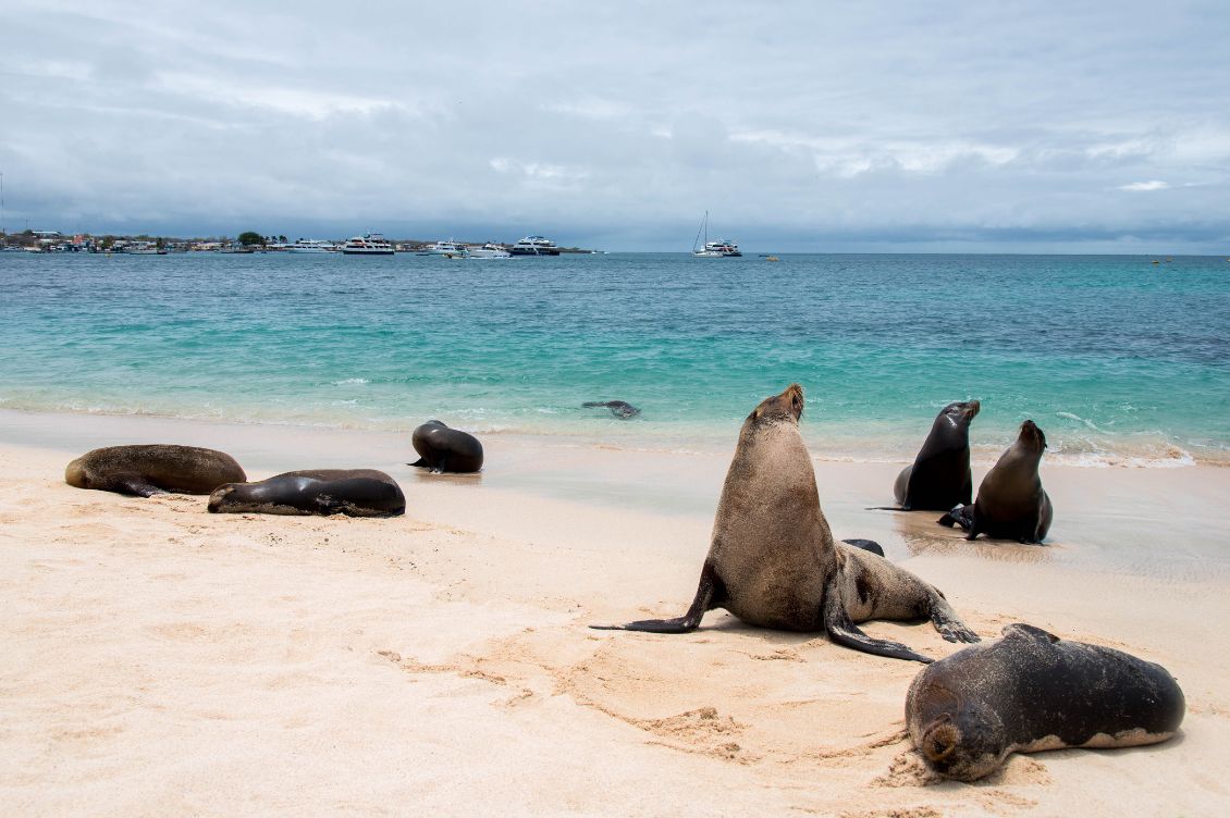 galapagos