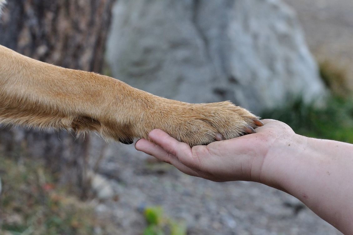 manifesto thinkdog