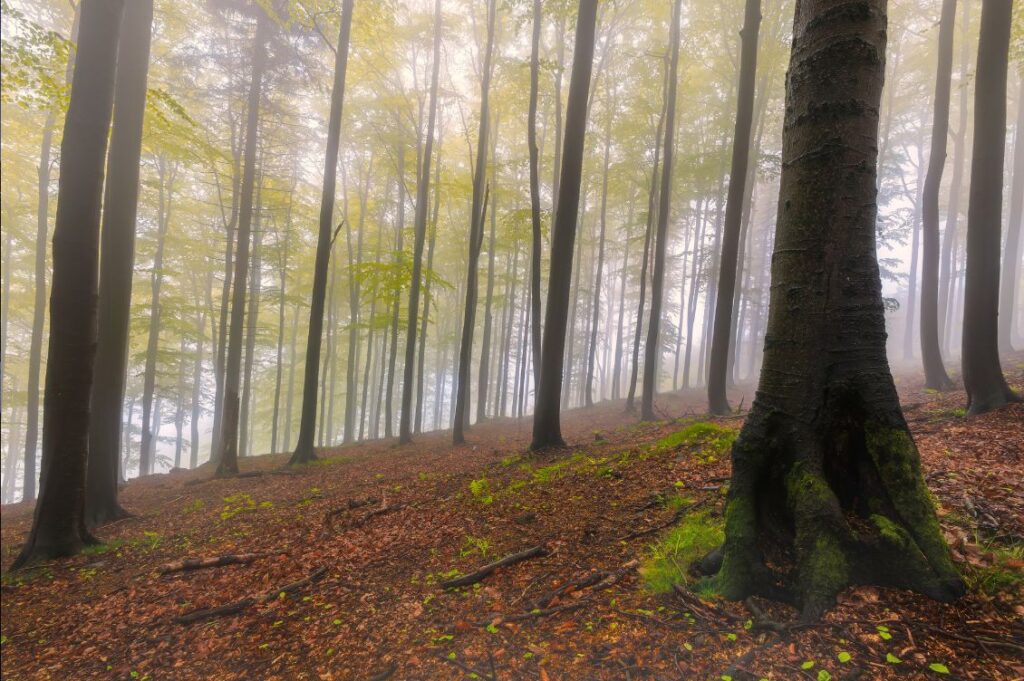 bosco autosufficienza ritiro nel silenzio 1