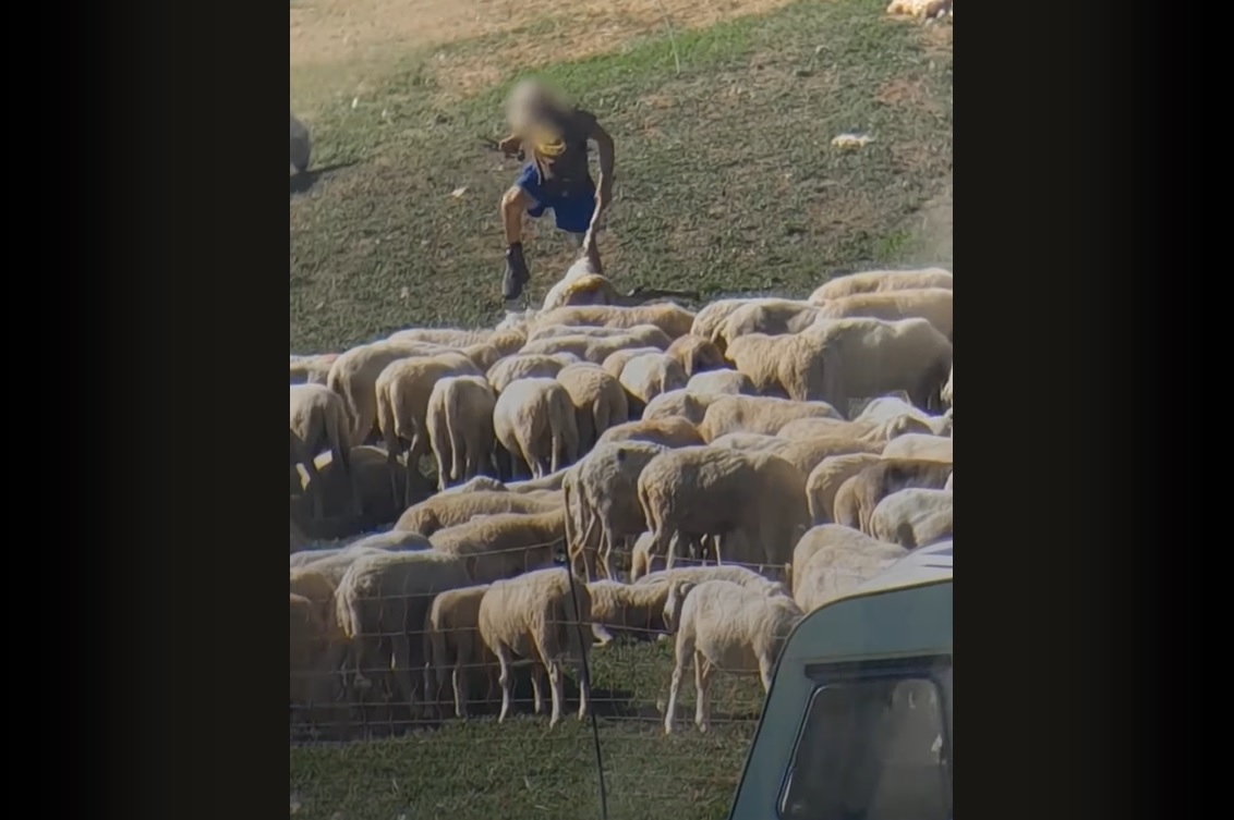 lav pastori