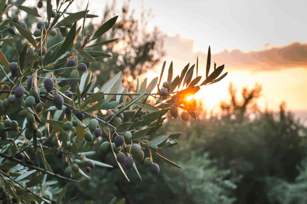 HEADER cisgiordania olive