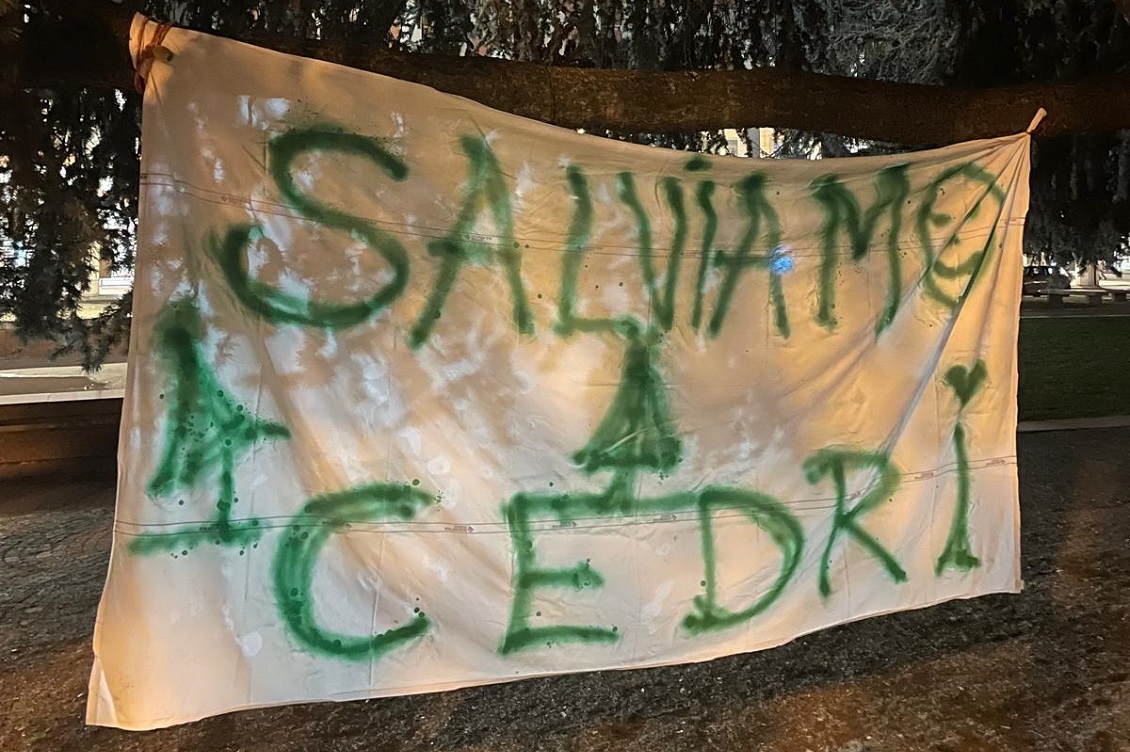 cedri cuneo 1