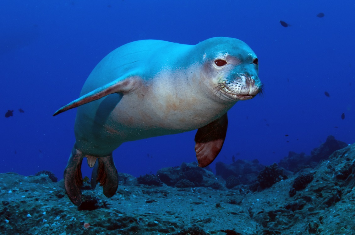 foca monaca1