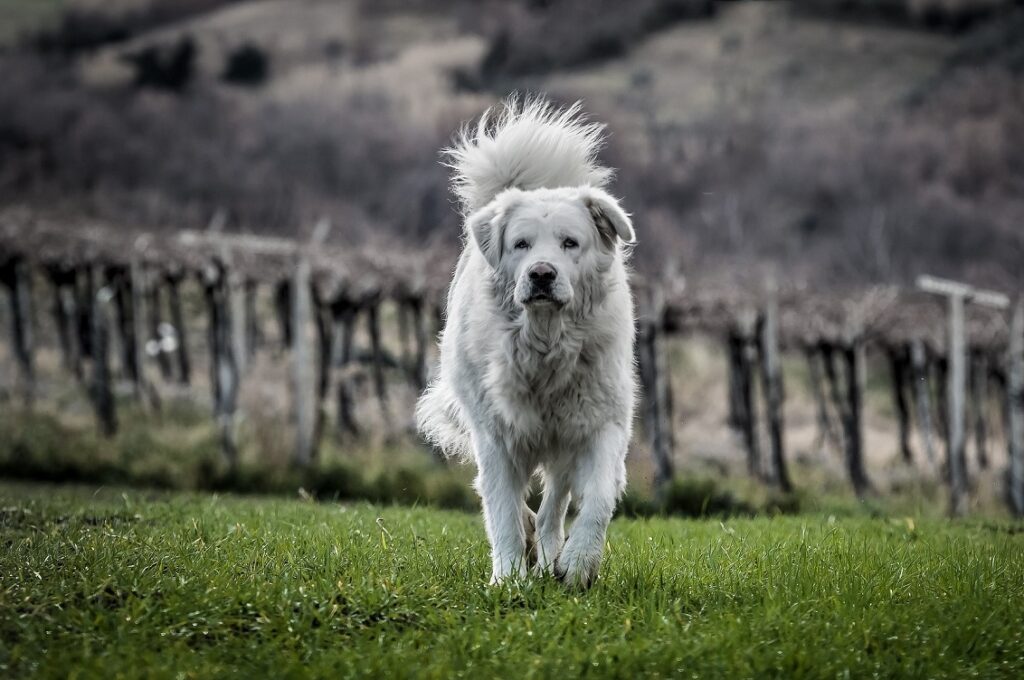lupo