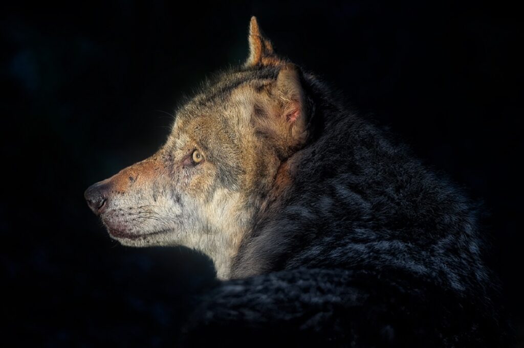 lupo