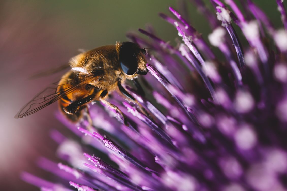 Impollinatori su un fiore: biodiversità, habitat e tutela degli ecosistemi