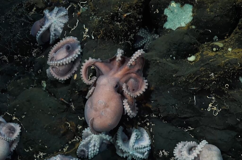 Deep sea mining