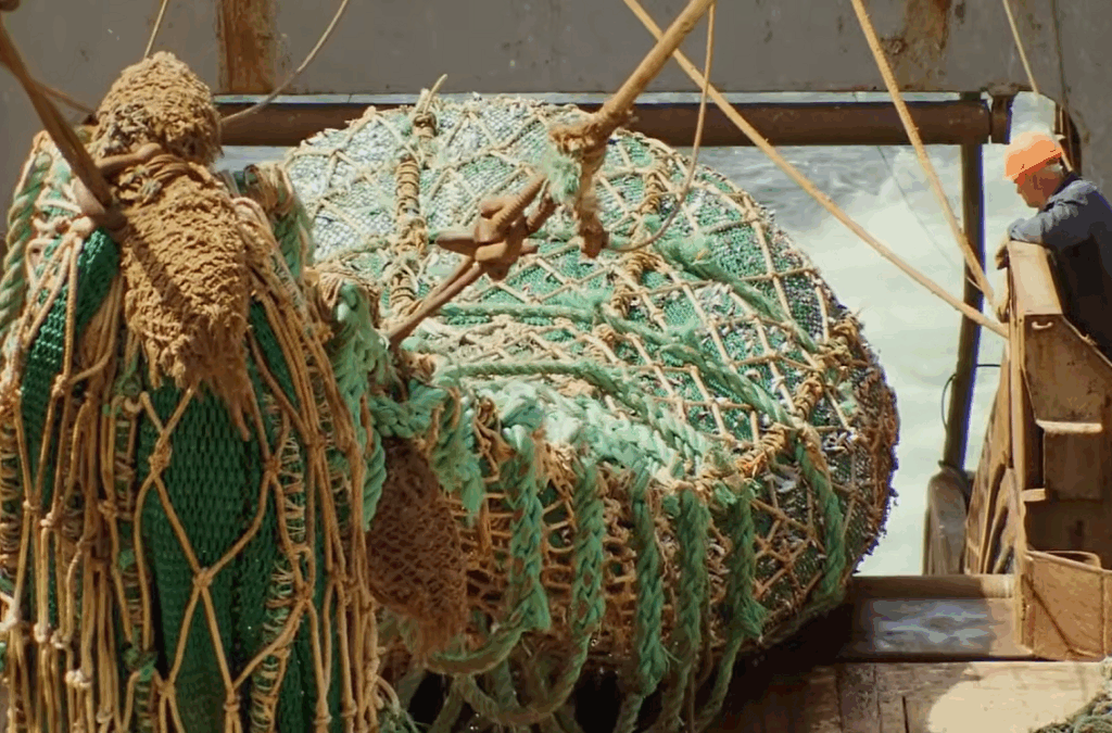 bycatch