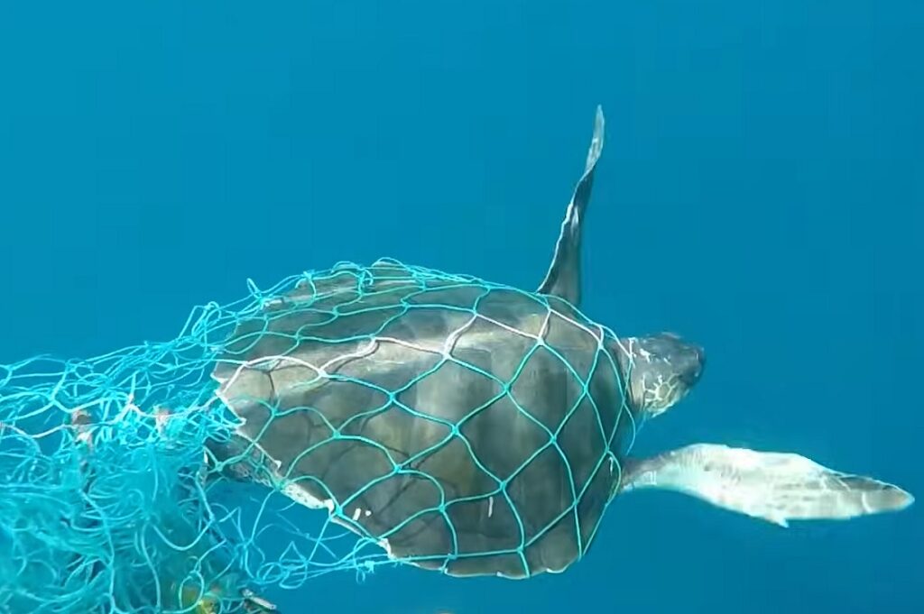 bycatch