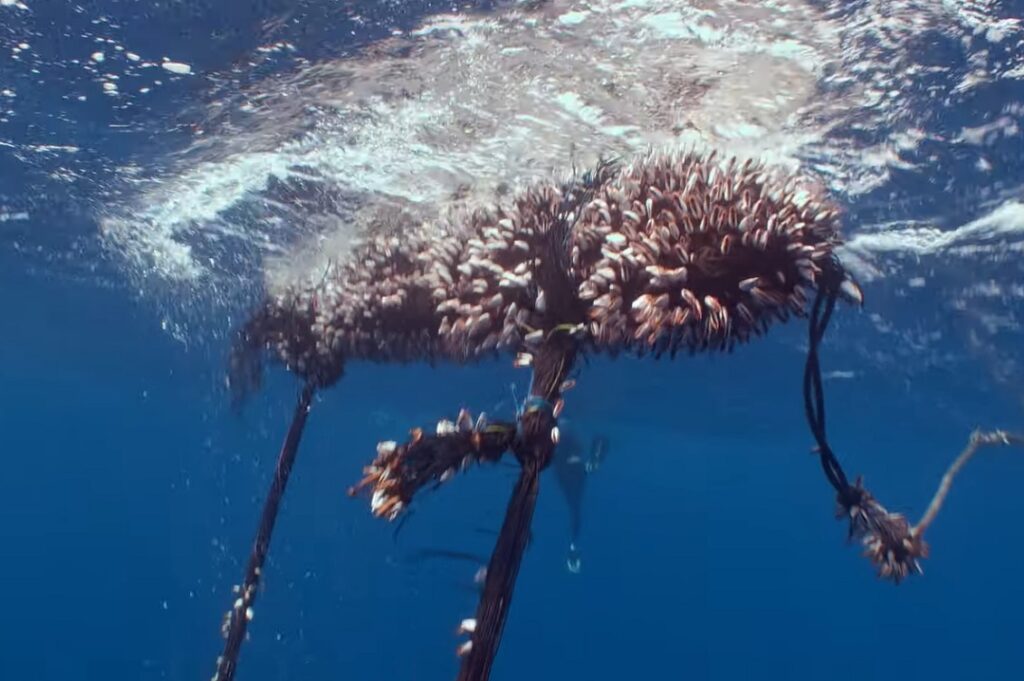 bycatch