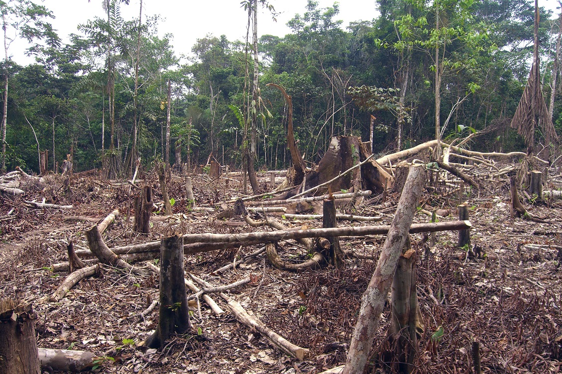 deforestazione2