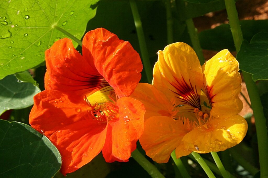 giardino edibile