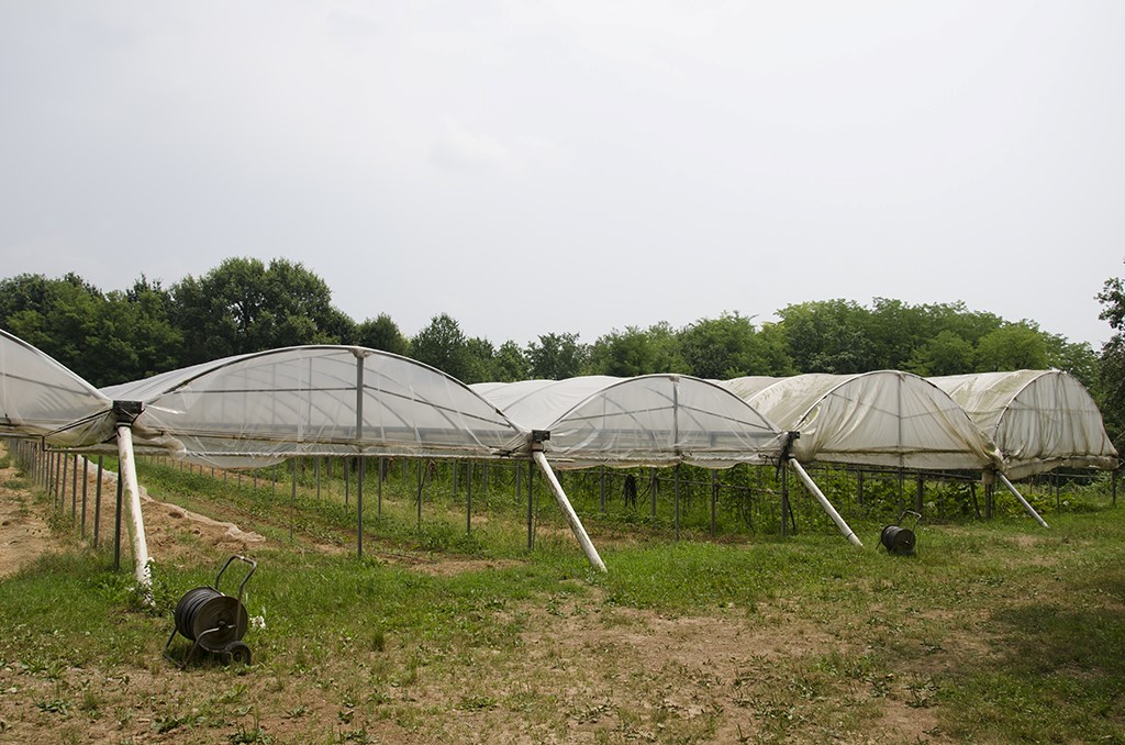 9 metodo manenti modo innovativo fare agricoltura 1487348371